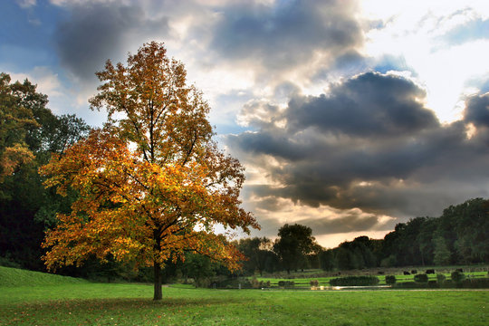 autumn tree and beautiful sky