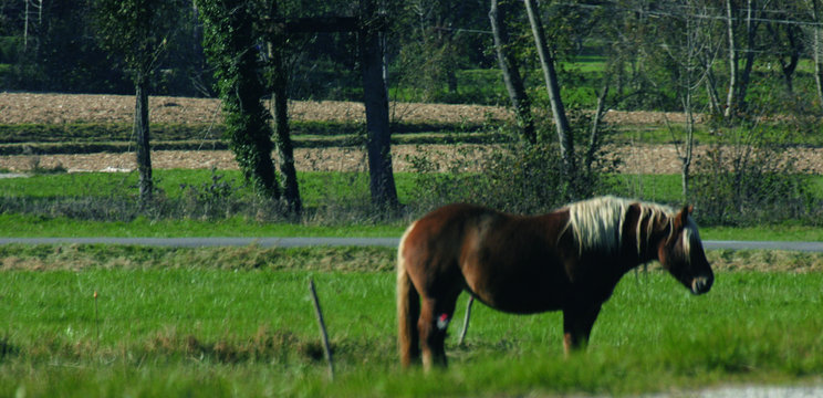 cheval abandonn&eacute;