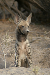 rarely seen striped hyena