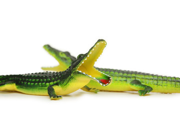 two crocodiles isolated on white