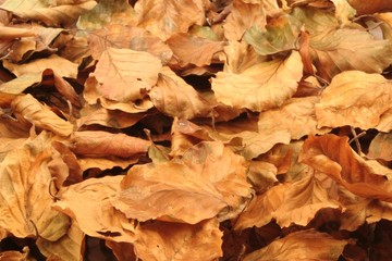 autumn leaves