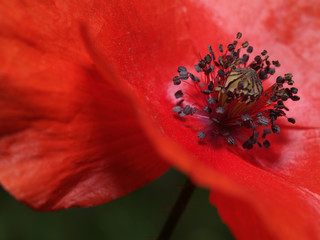oriental poppy