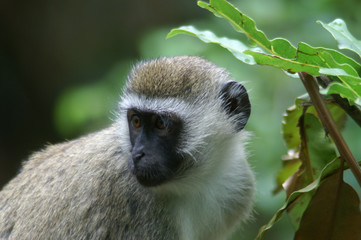 vervet monkey