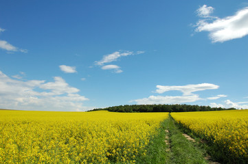 Fototapeta premium summer landscape