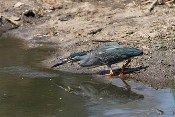 green backed heron