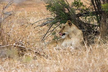 lioness resting