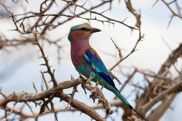 lilac breasted roller