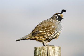 california quail