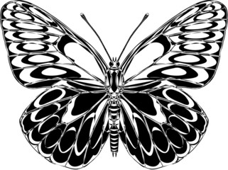 butterfly