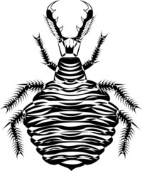 myrmeleon larva