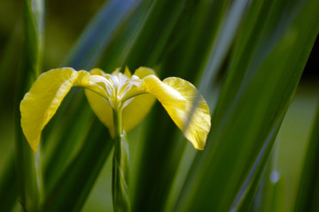 flowers, iris