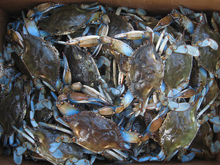 A Bunch of Blue Crabs Piled Together © Christina Gaudet