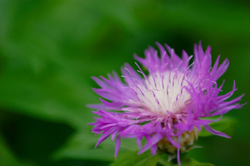 flowers, bur