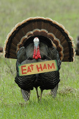 'eat ham' turkey