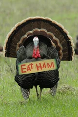  'eat ham' turkey © Heather Craig