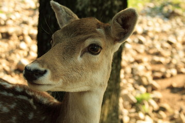 deer glance