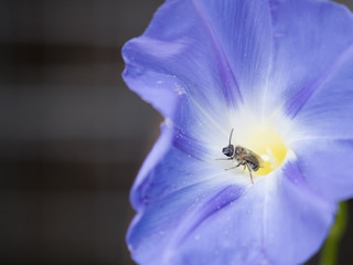 bee and morning glory ipomoea cairica