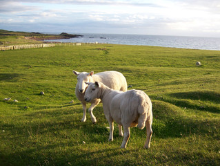 zwei schafe auf der weide