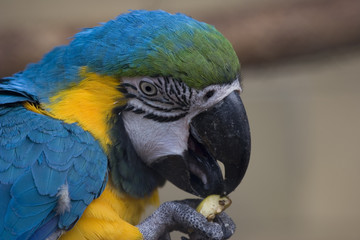 ara © Artur Michalak