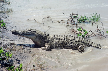 crocodile