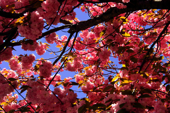 Spring Stock Image Ma Boston Spring Images – Browse 5,946 Stock Photos, Vectors, and Video ...