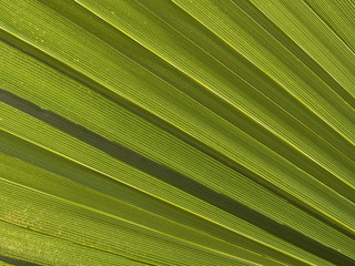 macro texture - plants - palm fronds