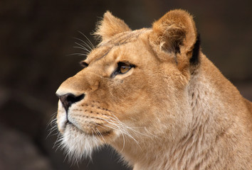 portrait of a female lion