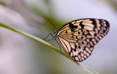 Fototapeta na wymiar close-up of a beautiful butterfly