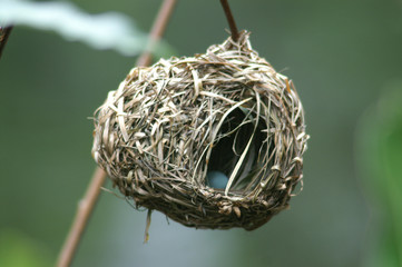 weaver nest