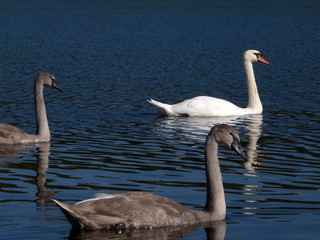 three swan