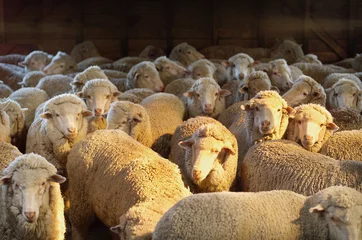 Light filtering roller blinds Sheep merino sheep