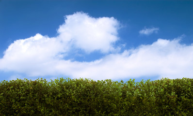 hedge and sky