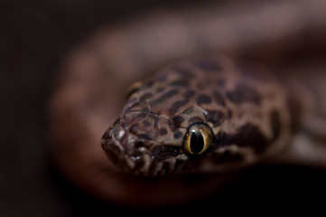 childrens python head macro