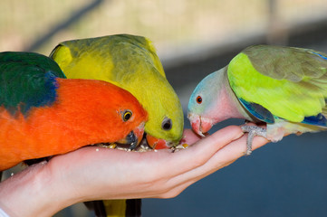 trio of feeding parrots