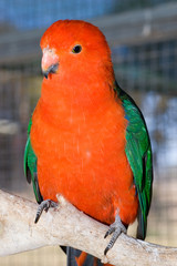 perched orange parrot