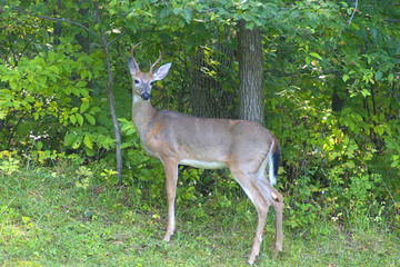 buck
