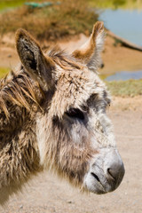 Fototapeta premium donkey headshot