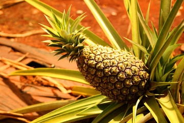 Obraz premium pineapple