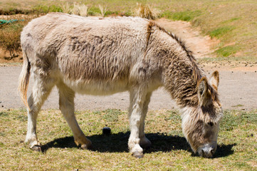 friendly donkey