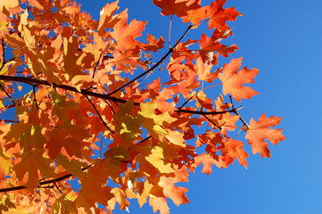 fall tree against blue skies