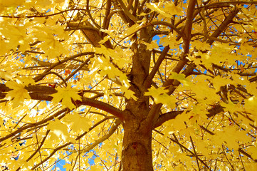 underside of fall tree