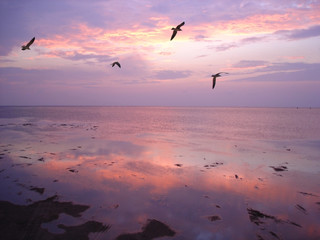 birds over water at sunset