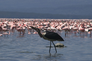 drinking marabou stork