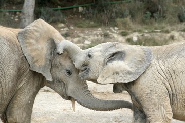 animaux 054