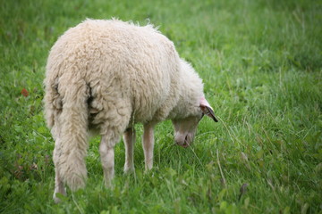 langschwanz-schaf