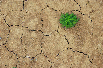 sprout dry ground
