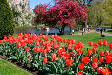 boston public garden in spring