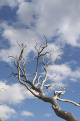 blanke kahle äste blauer himmel