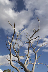 blanke kahle äste blauer himmel