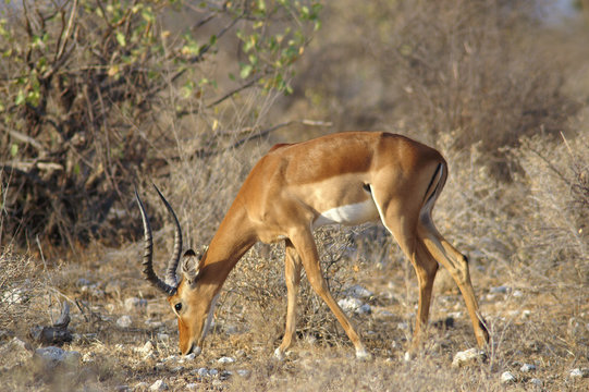 Fototapeta eating impala